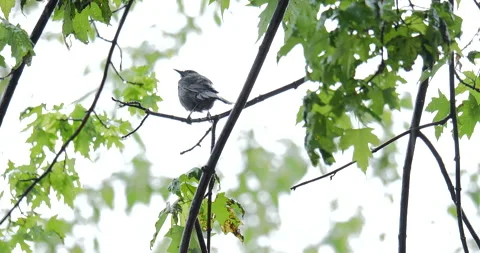 4K MEDIUM SHOT OF BIRD IN TREE IN THE RAIN Stock Footage 131127996
