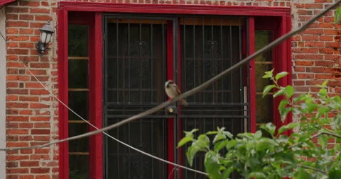 4K MEDIUM SHOT OF BIRD ON A WIRE THAT FLIES AWAY Stock Footage 131279155