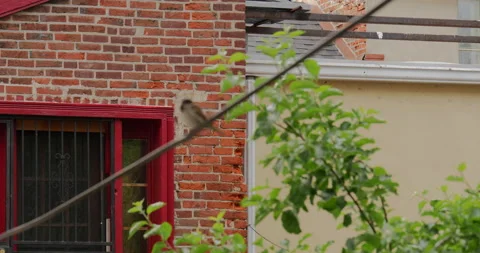 4K MEDIUM SHOT OF BIRD ON A WIRE FLYING AWAY Stock Footage 131279202