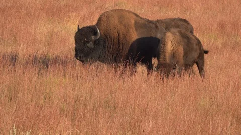 4K Medium shot of Bison Bull tending a Cow Stock Footage 116500730