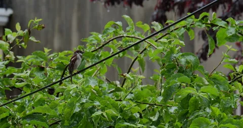 4K medium shot of black bird on wire in the rain Stock Footage 131127517