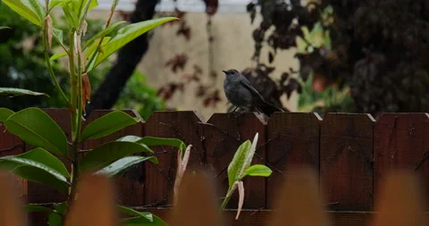 4K MEDIUM SHOT OF BLACK BIRD ON A FENCE IN THE RAIN Stock Footage 131127644