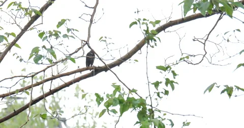 4K MEDIUM SHOT OF A BLACK BIRD ON A BRANCH IN THE RAIN Stock Footage 131128404