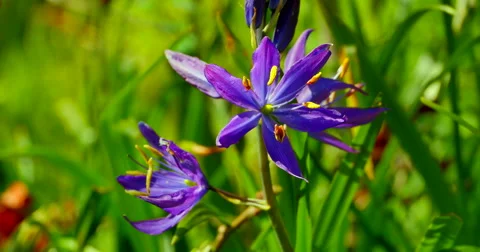 4K Medium Shot of Common Camas, Camassia Quamash on a Bright Spring Day Stock Footage 49085565