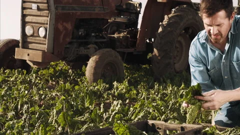 4k medium shot of farmer inspecting his organic spinach crop for quality purpose Stock Footage 201095358