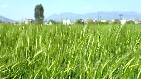 4K Medium Shot Footage of Wheat Fields Swaying in the Wind Vídeos de archivo 336551605