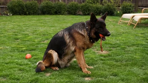 4K. Medium shot. A German shepherd is sitting on the grass nibbling her toy Stock Footage 130589983