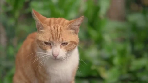 4K medium shot of a ginger or orange-white cat on nature Stock Footage 296669150