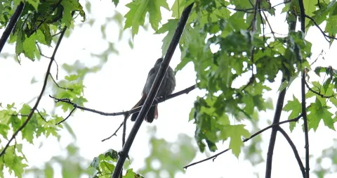 4K MEDIUM SHOT PAN TO BIRD IN TREE IN THE RAIN Stock Footage 131127848