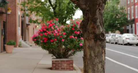 4K MEDIUM SHOT RACK FOCUS FROM TREE TO FLOWER BUSH ON CITY STREET Stock Footage 131278830