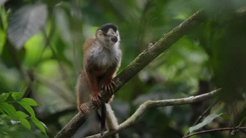 4K Medium Shot Of A Squirrel Monkey On Tree Branch With Juvenile On Its Back Stock Footage 285870834