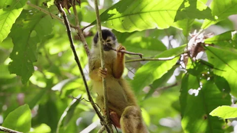 4K Medium Shot Of A Squirrel Monkey Perched On Tree Branches Eating A Big Insect Stock Footage 285871468