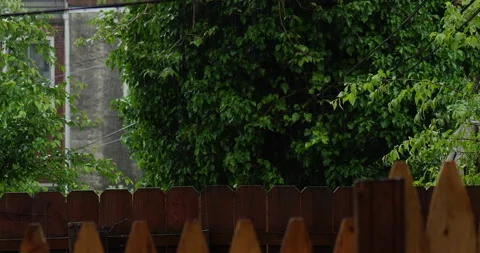4K MEDIUM SHOT OF TREE IN A BACKYARD IN THE RAIN WITH A BIRD Video stock 131128478