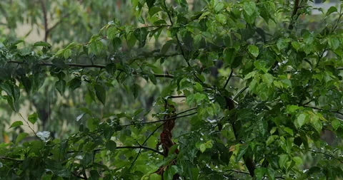 4K MEDIUM SHOT OF TREE LEAVES IN THE RAIN Stock Footage 131127490