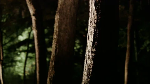 4k medium shot of trees in a spooky wood illuminated at night 스톡 동영상 280517841