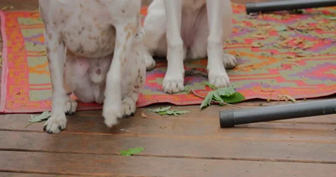 4K MEDIUM SHOT TWO DOGS SITTING ON A PORCH GETTING TREATS Stock Footage 131279703