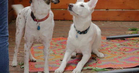 4K MEDIUM SHOT TWO DOGS ON A PORCH GETTING TREATS Video stock 131279918