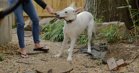 4K MEDIUM SHOT WHITE GERMAN SHEPHERD PLAYING WITH STICK Stock Footage 131279438