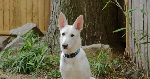 4K MEDIUM SHOT OF WHITE GERMAN SHEPHERD IN YARD Stock Footage 131279620