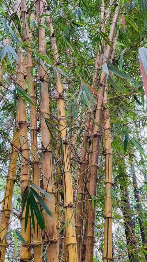 4K Medium Shot of Yellow Bamboo Forest and Leaves in Sumatra - Part 2 Stock Footage 342143037