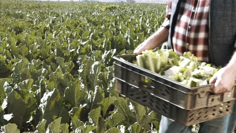 4k medium steadicam shot of farmers and workers carrying there loaded baskets fu Vídeos de archivo 201096904