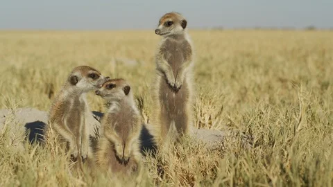 4K - Meerkat - group of 3 standing sentinal, preening, medium from front Stock Footage 111329663