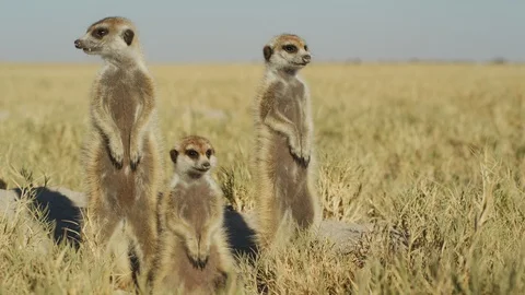 4K - Meerkat - group of 3 standing sentinal, medium, from front, low. Stock Footage 111330383