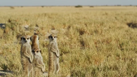 4K - Meerkat - group of 4 standing sentinal, wide. Africa mammal cute Stock Footage 111330358
