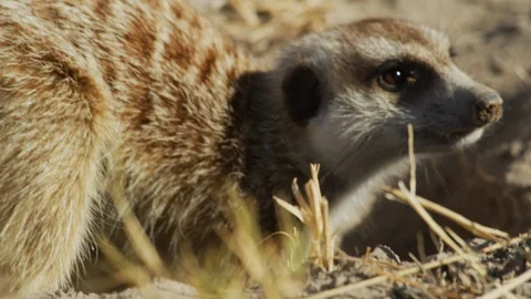 4K - Meerkat - sentinal then digging for scorpion, close from side. Africa Stock Footage 111330501