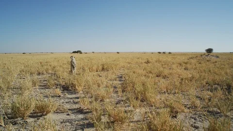 4K - Meerkat - standing sentinal, very wide, from side, scenic. Africa Stock Footage 111330495