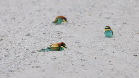4k, (Merops apiaster) sitting on the ground and preening their feathers Stock Footage 309863972
