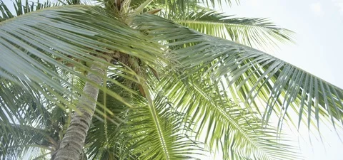 4K Miami Beach palm tree with Sun Flare Stock Footage 117132410