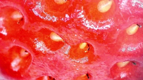 4K Microscopic Close-up of Fresh Strawberry Surface and Seeds #1 Stock Footage 334204701