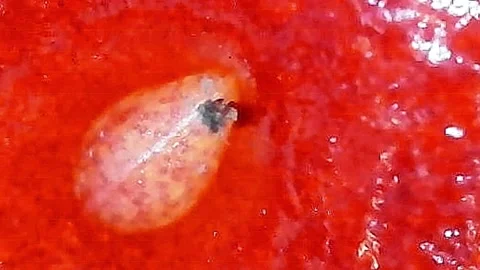 4K Microscopic Close-up of Fresh Strawberry Surface and Seeds Stock Footage 334204709