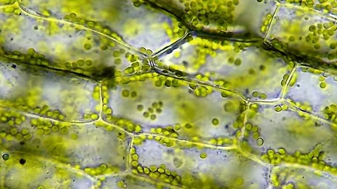 4K Microscopic View Plant Cells Highlighting Green Chloroplasts Stock-Footage 334441420