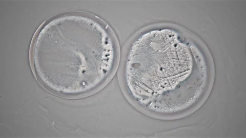 4K Microscopic View Two Cells Division Mitosis or Cellular Merging Stock Footage 334441419