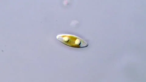 4K Microscopy Footage of Diatom Algae 库存影片 317254220