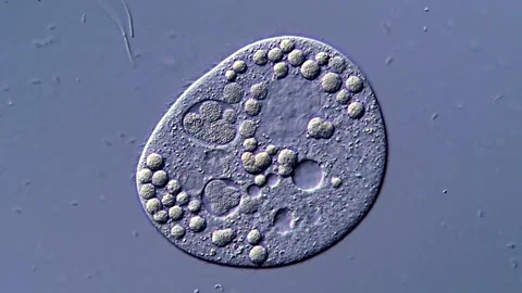 4K Microscopy of Single-Cell Protozoan Ciliate 库存影片 317107291