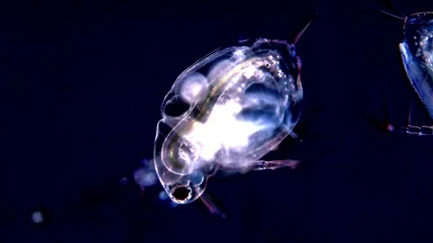 4K Microscopy video of Water Flea with Bright Body on Dark Background 動画素材 317837090