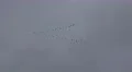 4k Migratory birds flying formation 4k or 4k+ Resolution