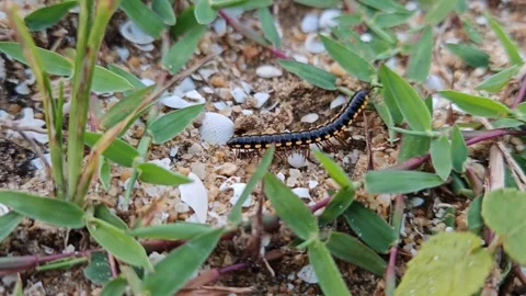 4K Millipede Crawling Through Leaves and Grass in Natural Habitat Video stock 322095983