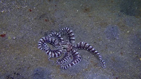 4K Mimic octopus moving over sand Stock Footage 72575896