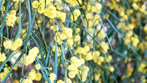 4K Mimosa blooming. Wattle tree. Focus moves from foreground to background. 스톡 동영상 87535670