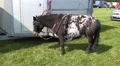 4k Mini horse like pony for children horse racing waiting bounded at vehicle 4k or 4k+ Resolution