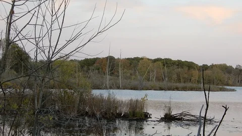 4K Mini Island Of Trees With Forest And Lake Stock Footage 89563166
