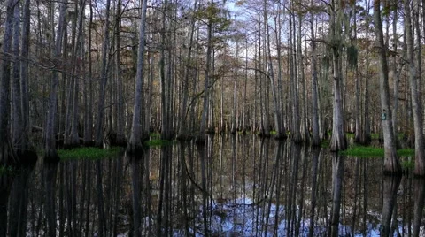 4K Mirror reflections of trees in florida everglades wetlands Stock Footage 48752323