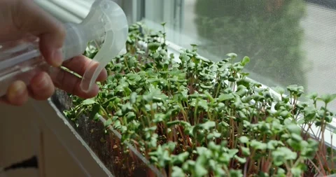 4k Misting Windowsills Microgreens 스톡 동영상 202188272