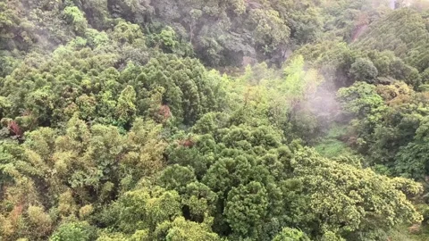 4k misty asian forest from above Stock Footage 333832402