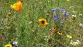 4k Mixed summerflowers with poppies and cornflowers moving in the wind 4k or 4k+ Resolution
