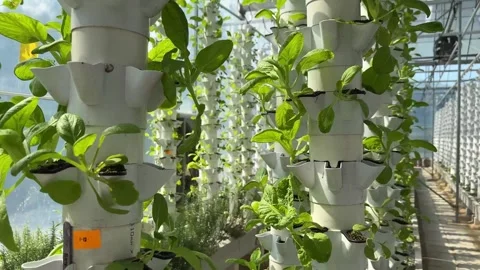 4K Modern Vertical Farming System Utilizing Hydroponic or Aeroponic Stock-Footage 332157818
